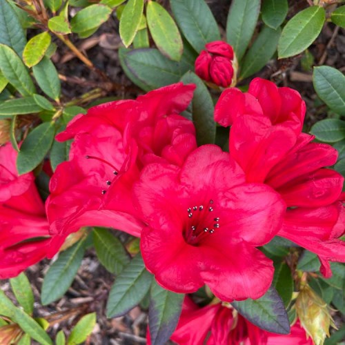 Rhododendron Scarlet Wonder Low Growing | ScotPlants Direct